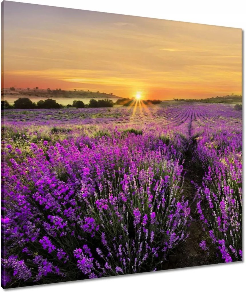 Vászonkép 80x80 Levendula naplemente