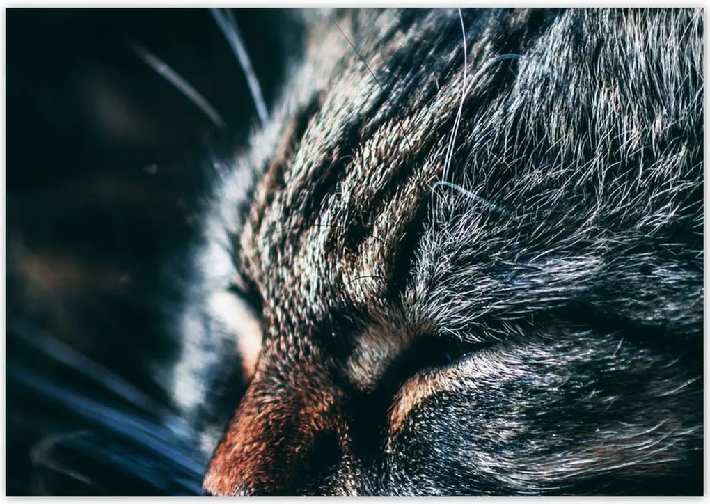 Poszterek 100x70 Cica Cicák