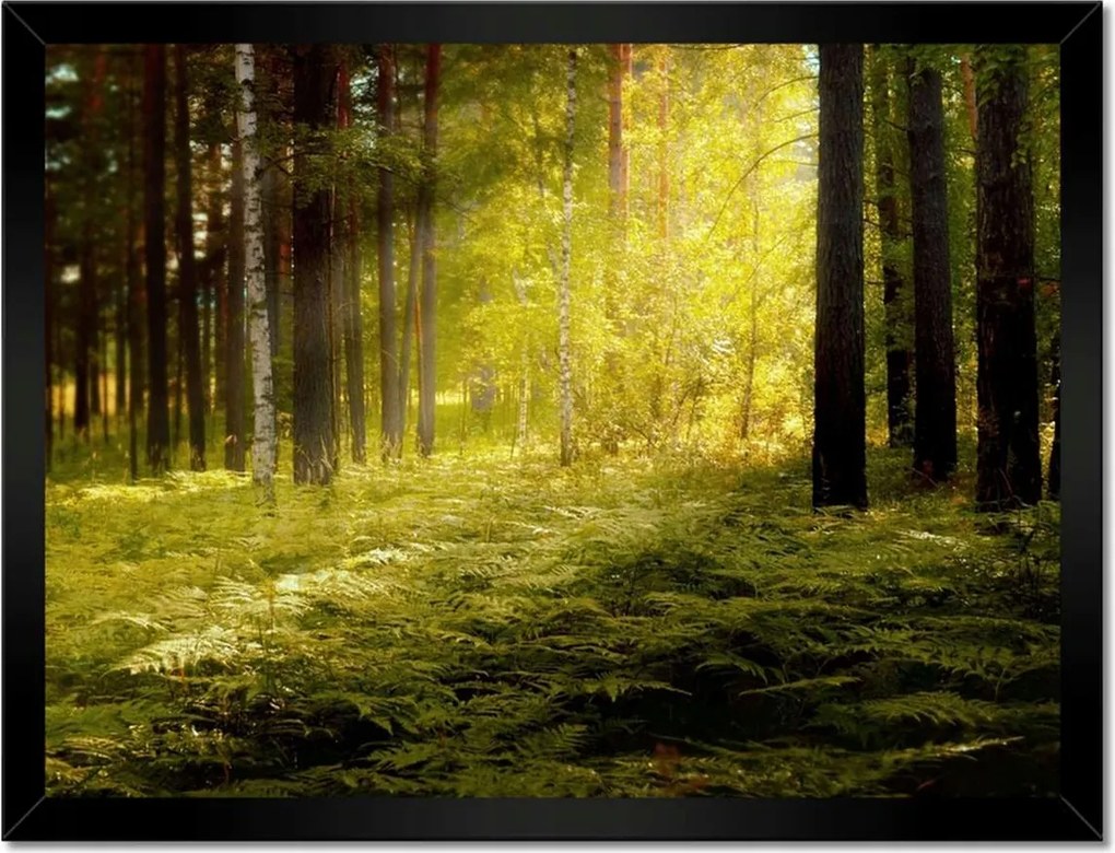 Poszterek keretben 40x30 Napfelkelte az erdőben