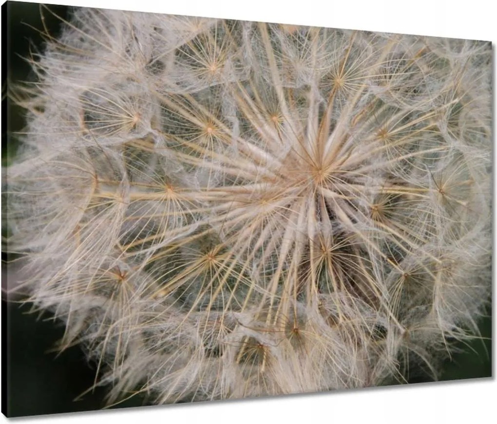 Vászonkép 80x60 Pitypang Virág Virágok