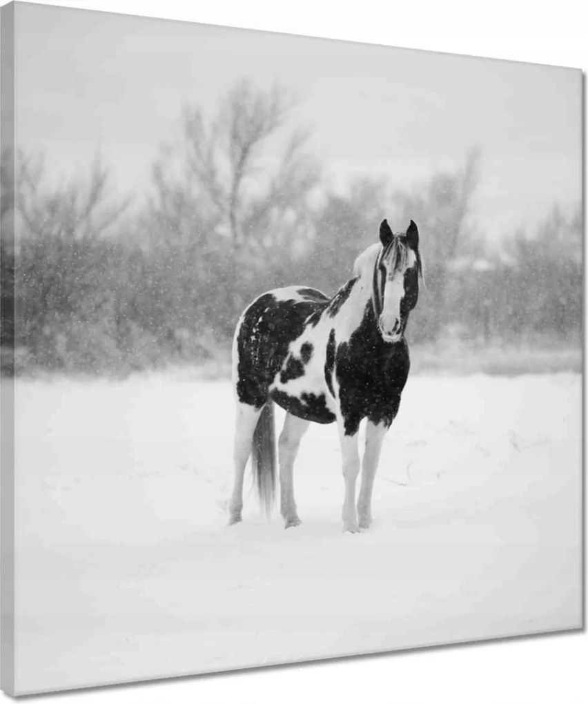 Vászonkép 40x40 Ló Fekete-fehér poszter