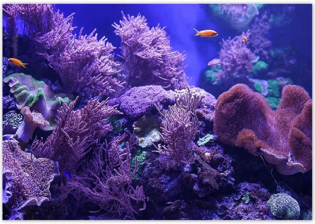 Poszterek 100x70 Víz alatti tengeri világ