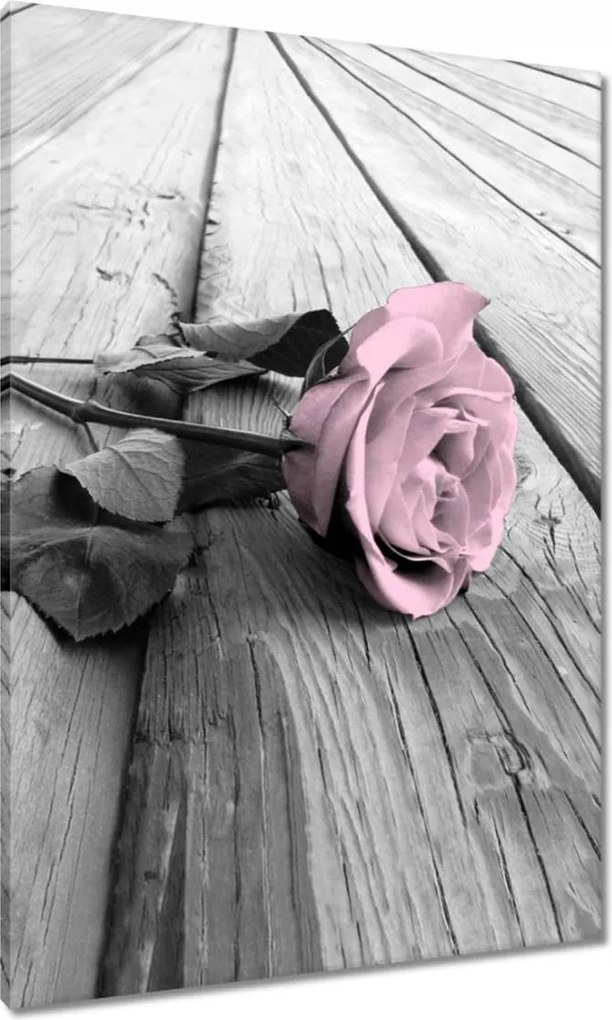 Vászonkép 70x100 Púderrózsaszín Old pink Rose