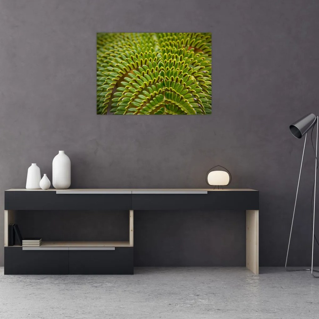 Üveg kép - Fern (70x50 cm)