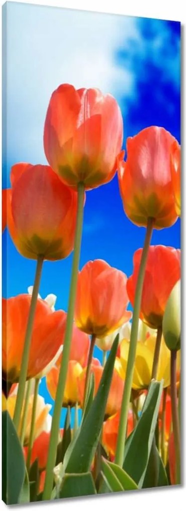 Vászonkép 40x100 Színes tulipánok