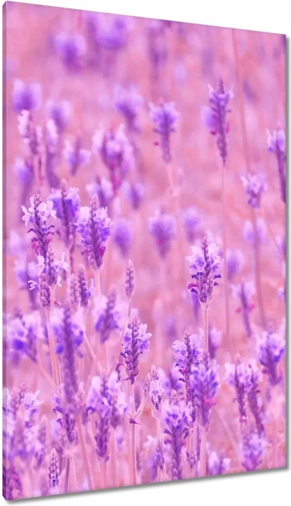Vászonkép 80x120 Levendula tenger