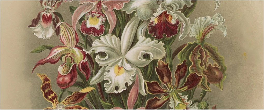 Fotótapéta Flizelin Design Divatos Virágos elegancia 250x104 Ragasztó