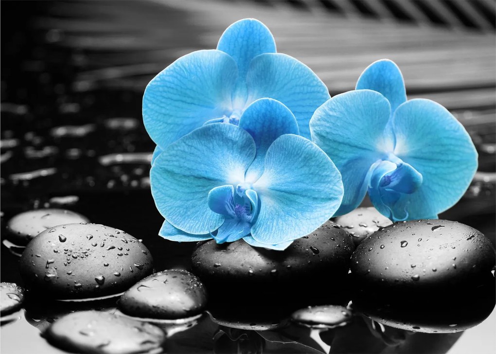 Kép - Kék orchidea (70x50 cm)