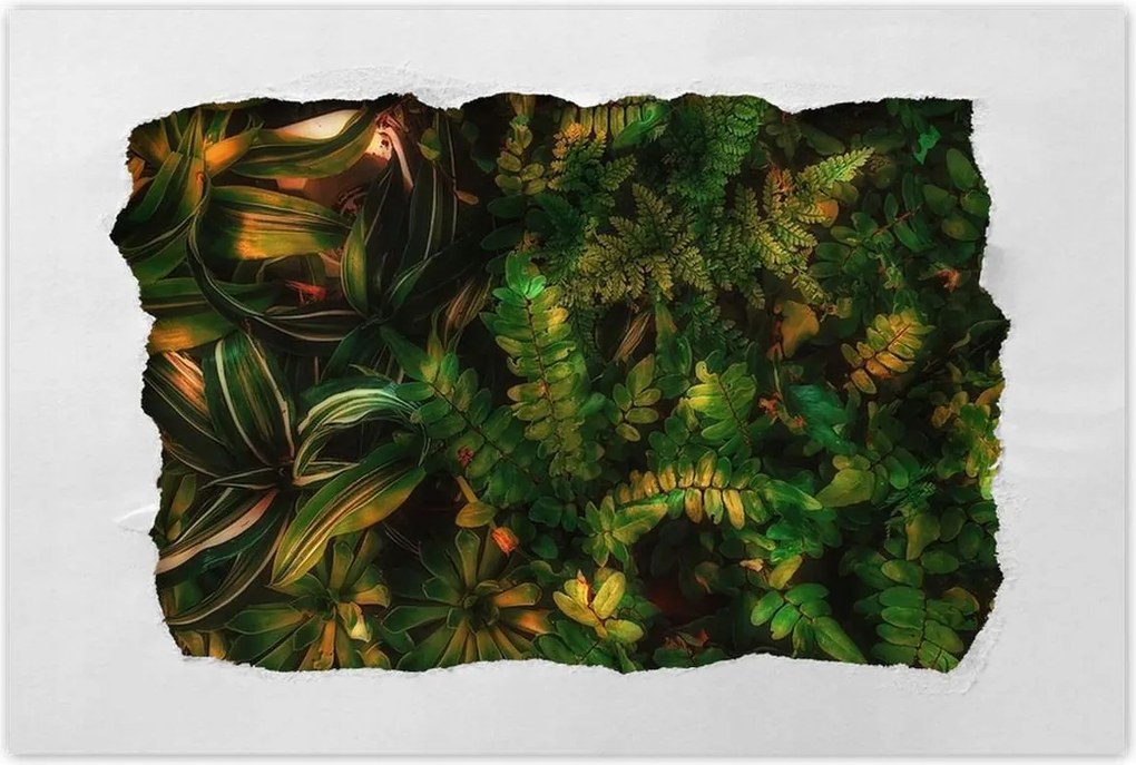 Poszterek 90x60 Trópusi levelek Levelek