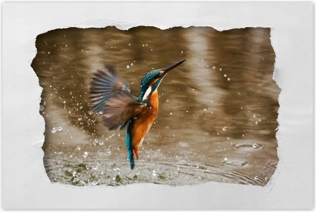 Poszter 60x40 Vízivó madár Madár