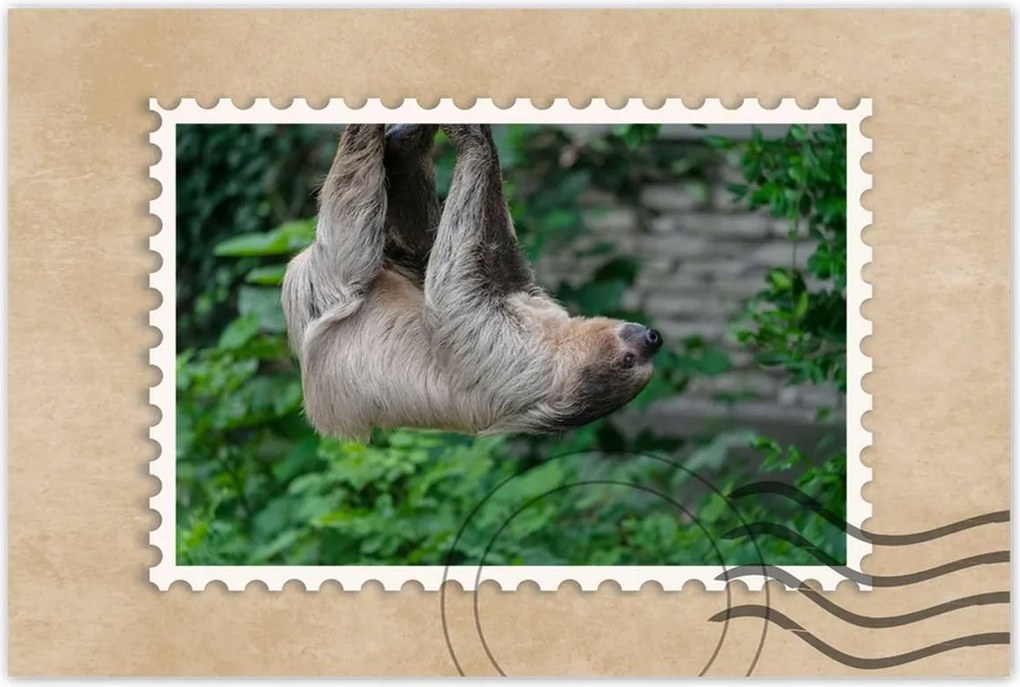 Poszterek 90x60 Lajhár lustaság közben