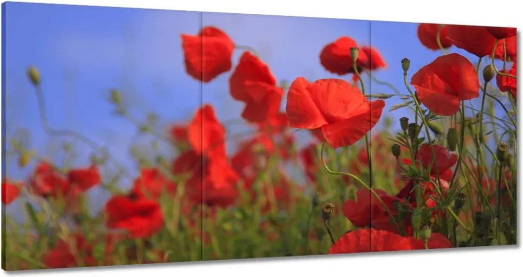 Vászonkép 60x30 Pipacsok az égbolt hátterében