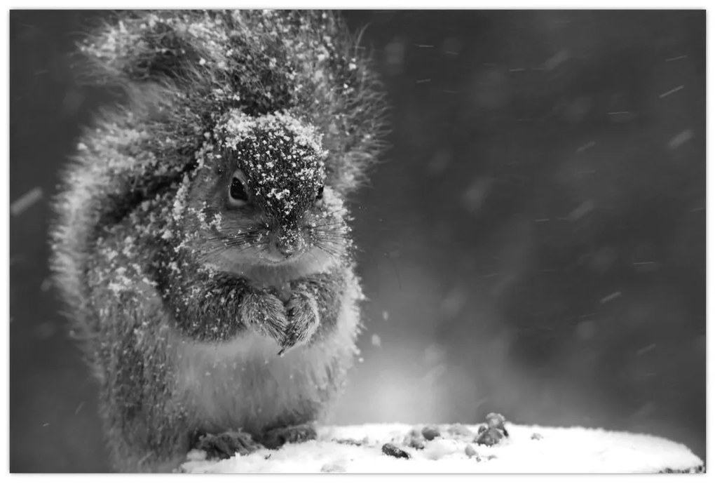 Kép - Mókus télen (90x60 cm)