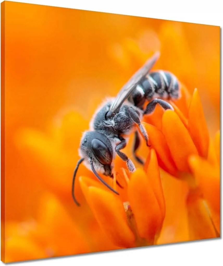 Vászonkép 50x50 Állatok