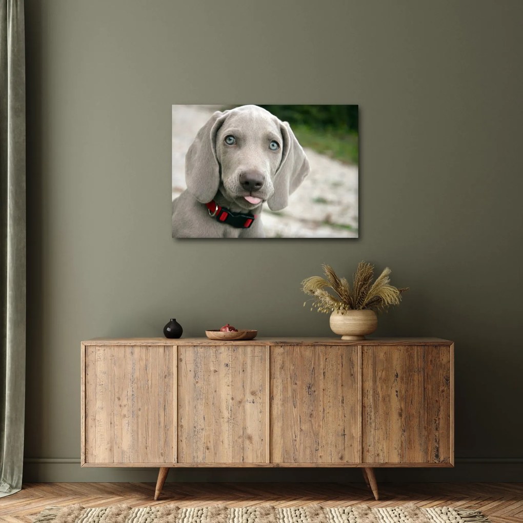 Kép - weimaraner kölyökkutya (70x50 cm)