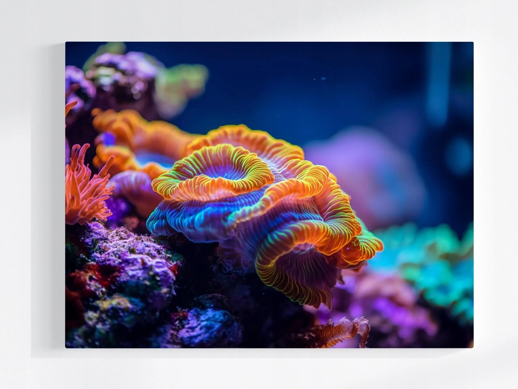 Vászonkép Canvas Víz Zátony Állatvilág Korall Természet 80x60