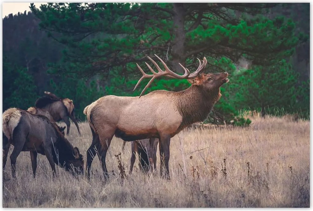 Poszterek 120x80 Szarvas Erdő Tájkép