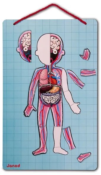Janod - BODYMAGNET mágneses emberi test puzzle játék