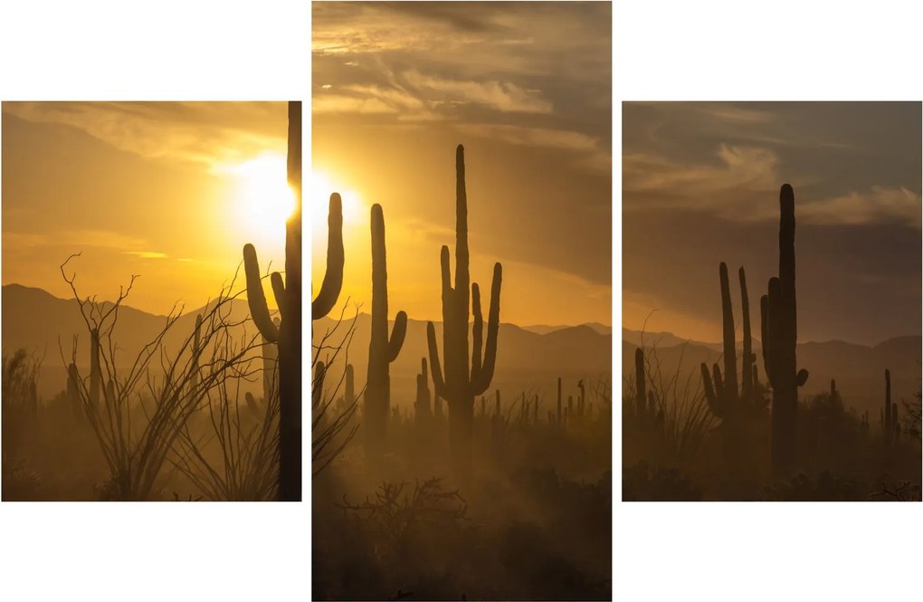 Kép - Saguaro kaktuszok (90x60 cm)