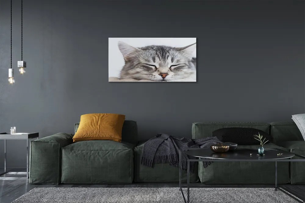 Canvas képek álmos macska 125x50 cm