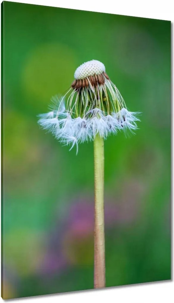 Vászonkép 80x120 Pitypang Virág Virágok