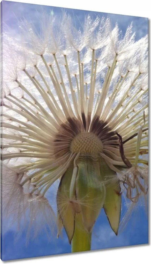 Vászonkép 80x120 Pitypang Virág Virágok