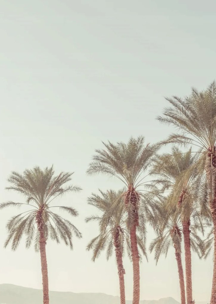 Poszter 64x90cm Pálmafák, Assaf Frank
