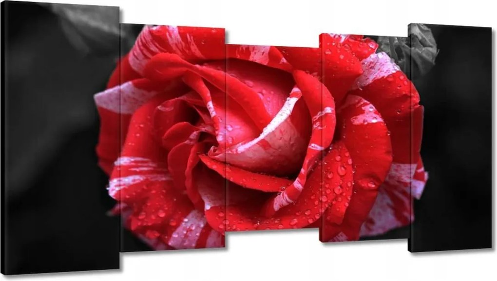 Vászonkép 150x80 Fehér-piros rózsa