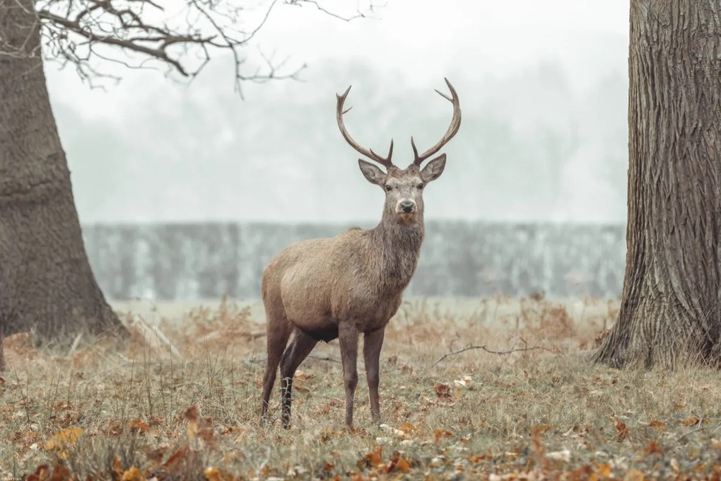 Poszter 60x40cm Szarvas az erdőben, Assaf Frank