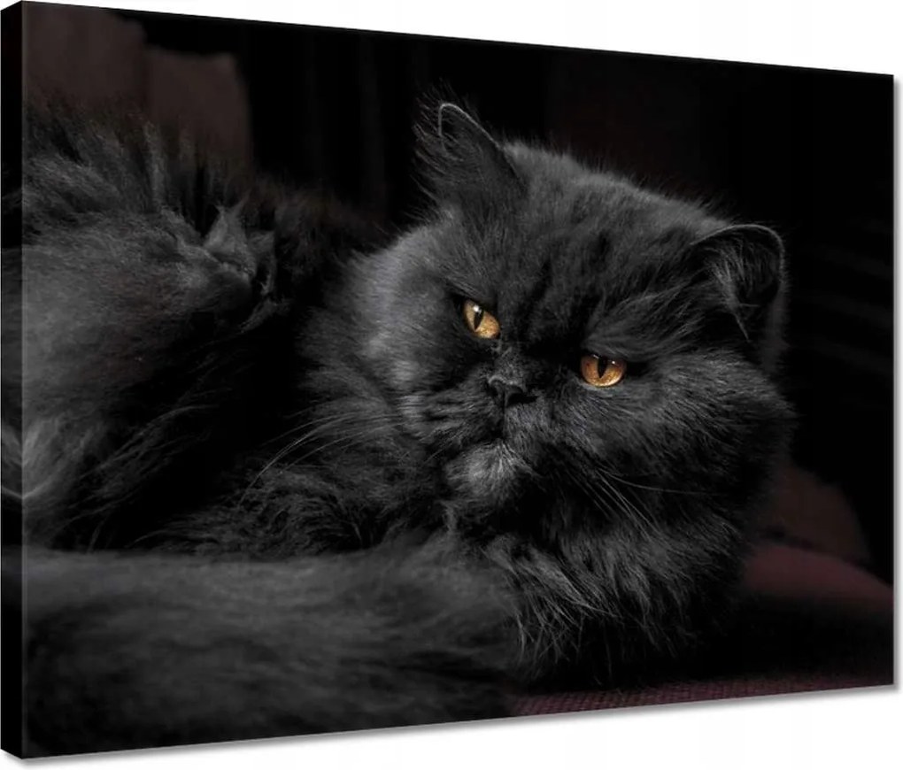 Vászonkép 40x30 Cica Cicák