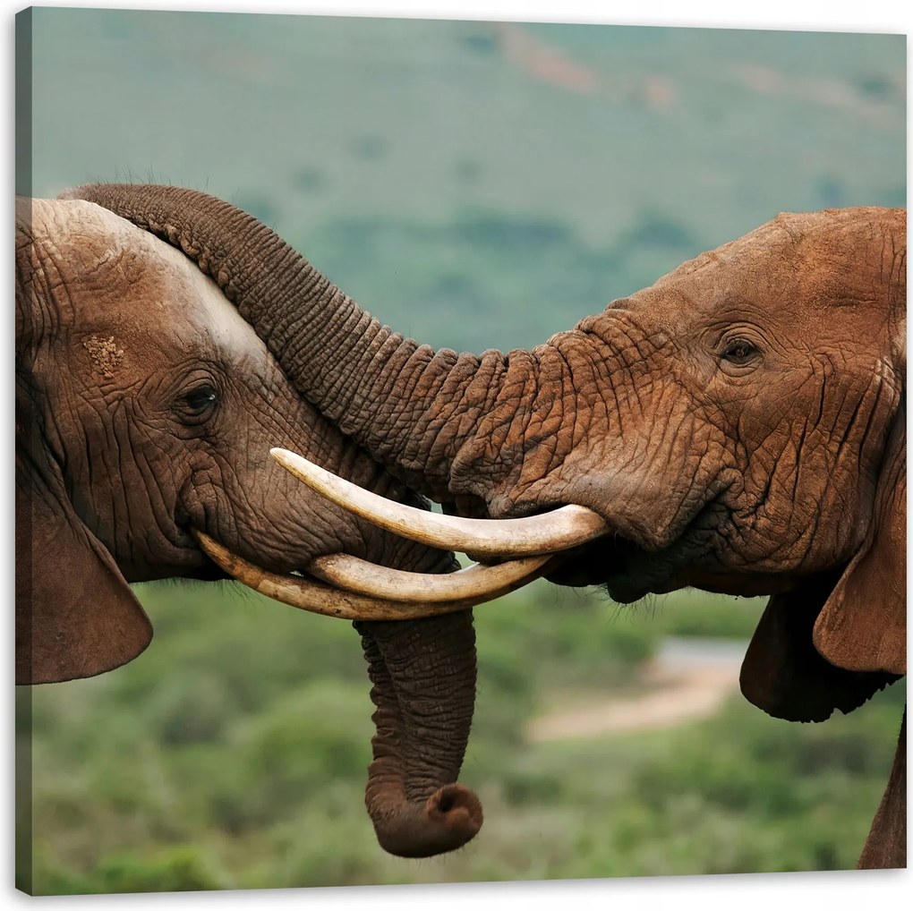 Vászonkép Elefántpár Közel egymáshoz Természet Szépség Természet 60X60 cm