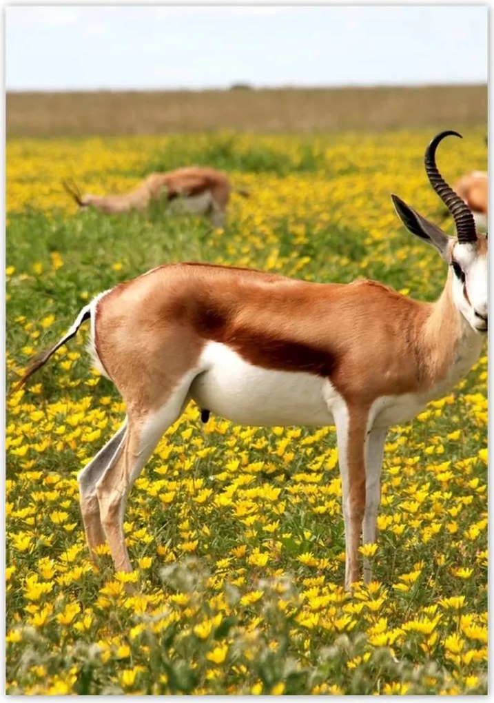 Poszterek 70x100 Antilop a virágok között