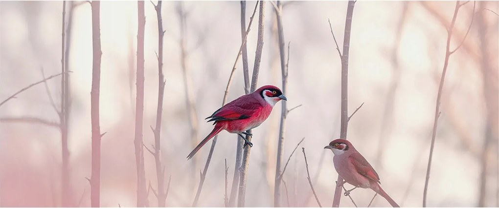 Flizelin tapéta falra Prémium madár pár 250x104 ragasztó