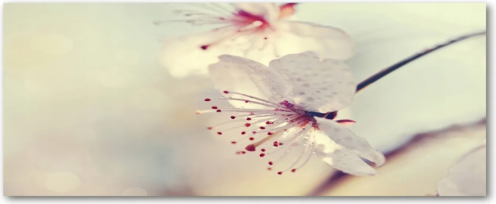 Modern üvegpanel a konyhába Cseresznyevirág XXL