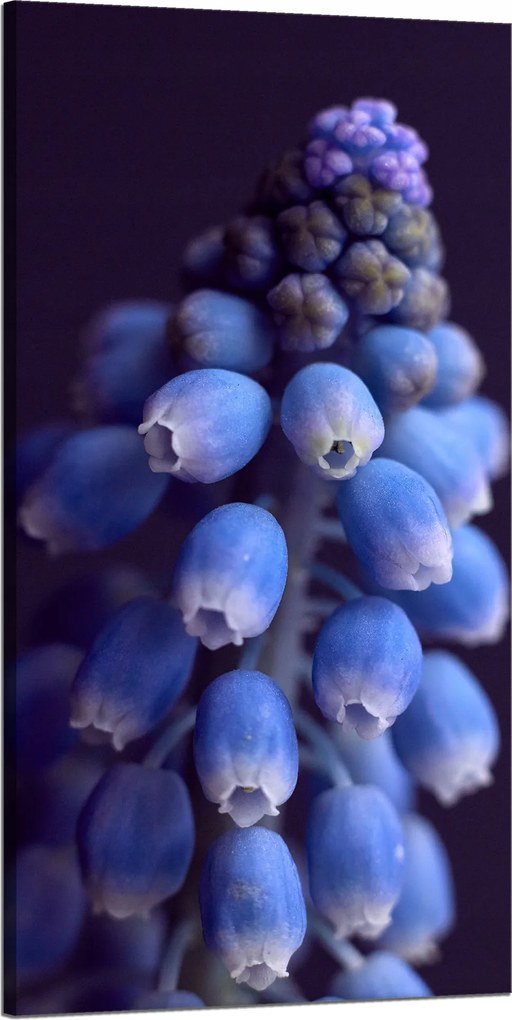 Botanika Vászonkép Örmény zafír 60x120 c