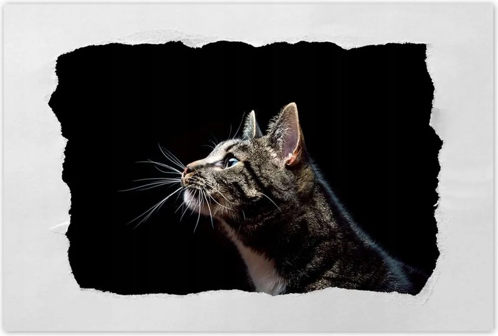 Poszter 60x40 Fajtatiszta nagy cica macska