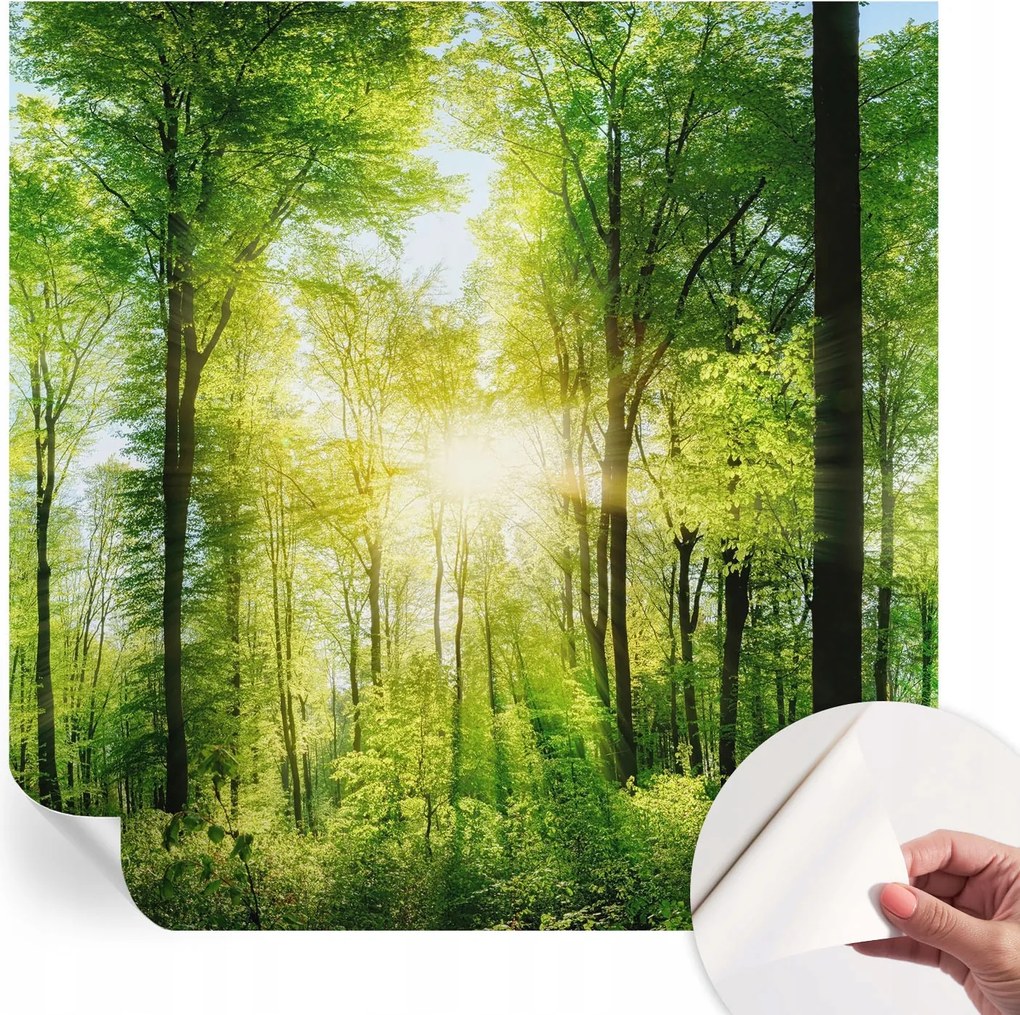 Fotótapéta Fali tapéta Hálószobába és Nappaliba Erdei harmónia 250x250 cm