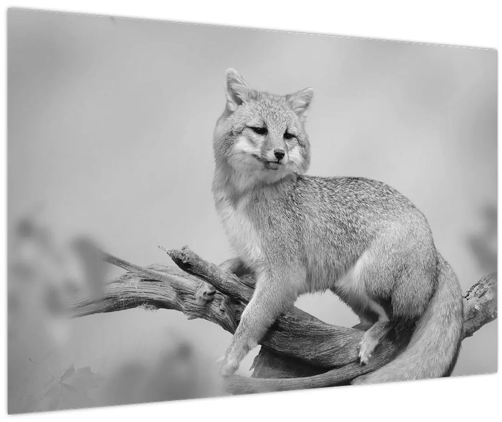 Kép - Szürke róka (90x60 cm)
