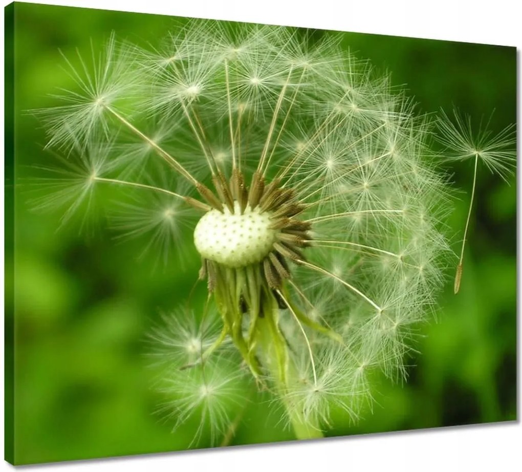 Vászonkép 50x40 Pitypang Virág Virágok