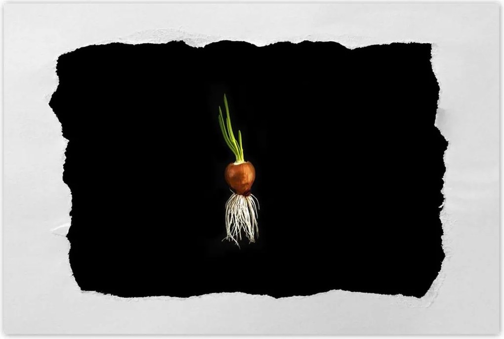 Poszterek 90x60 Hagyma gyökerekkel