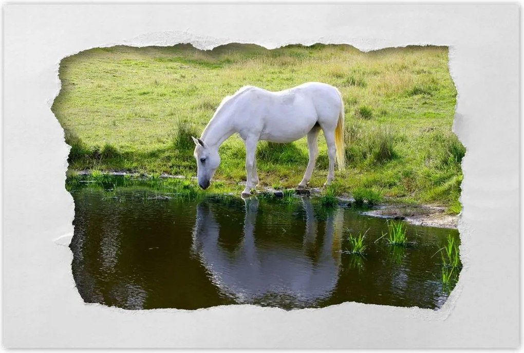 Poszterek 90x60 Fehér ló