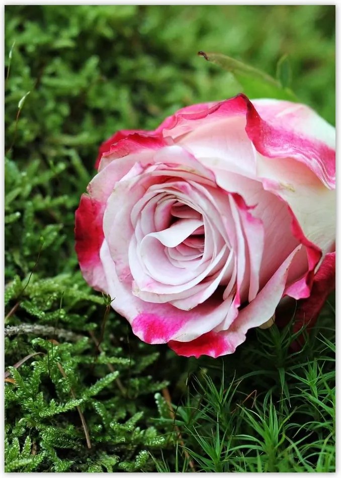 Poszterek A4 Pion Rózsa Virág Virágok Rózsa