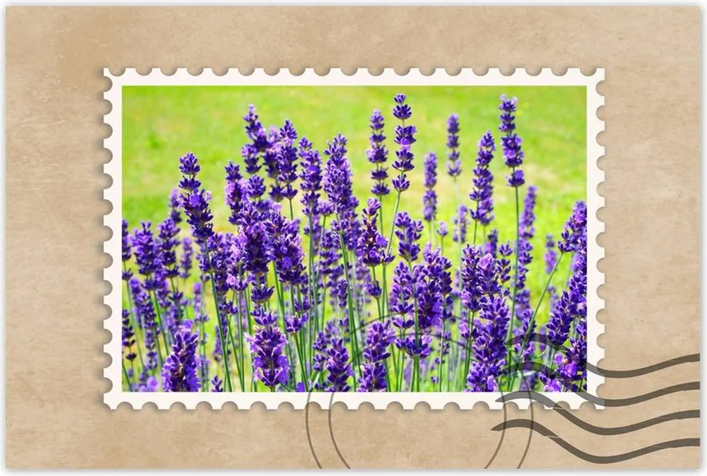 Poszterek 90x60 Levendula virágok