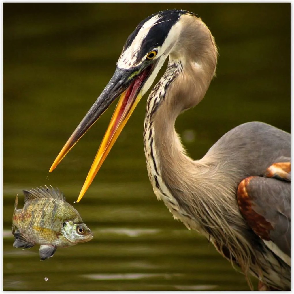 Poszterek 30x30 Kalapos madár Tájkép Kilátás