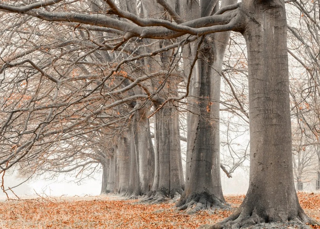 Poszter 70x50cm Fák egy sorban narancssárga levelek, Assaf Frank