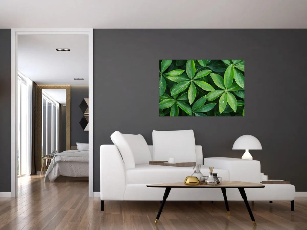 Kép - Levelek harmatcseppekkel (90x60 cm)