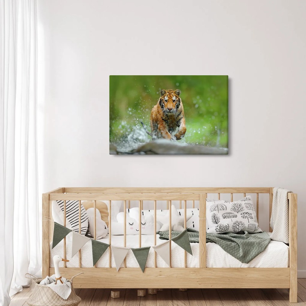 Kép - Futó tigris (90x60 cm)