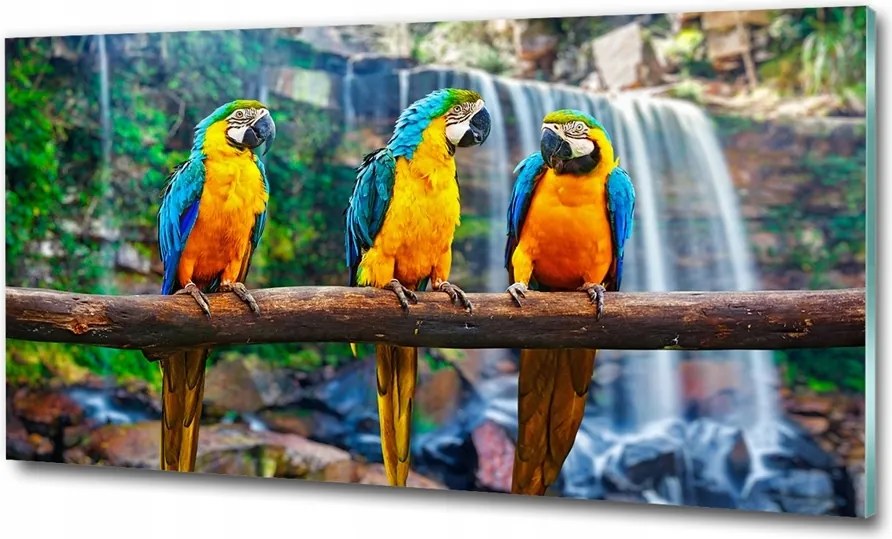 Fotó-üvegkép Papagájok az ágon 100x70