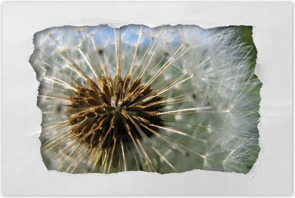 Poszterek 60x40 Pitypang Virág Virágok