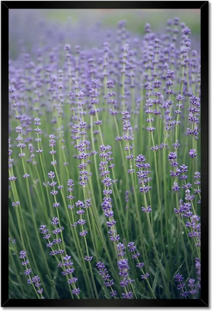Poszterek keretben 40x60 Levendula világ